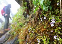 ひっそり開花　日光のコウシンソウ