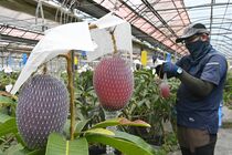 那珂川でマンゴー収穫期