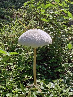 長岡樹林地で見つけたマントカラカサタケ。傘の下の柄にある白い幕がマントに似ている（井上さん提供）
