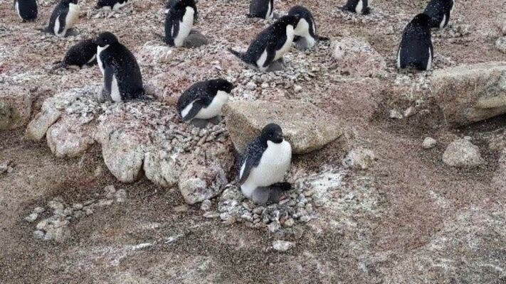 子育てをするアデリ－ペンギン＝2021年12月、南極・ラングホブデ