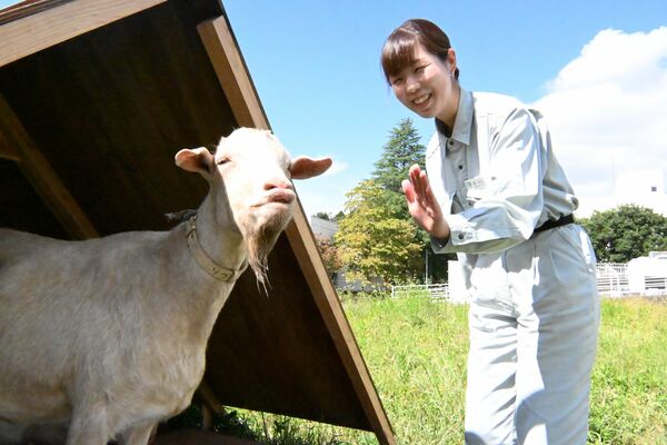 除草試験を担う石川さんとヤギ