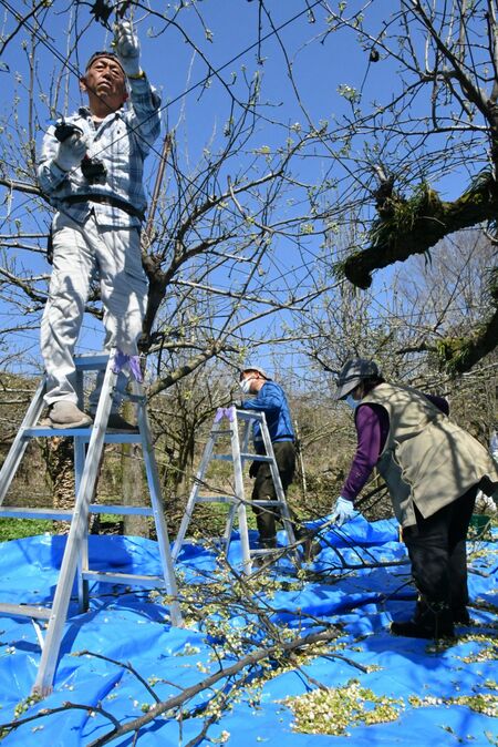 ナシの人工授粉で使用する花粉の採取作業
