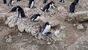 子育てをするアデリ－ペンギン＝2021年12月、南極・ラングホブデ