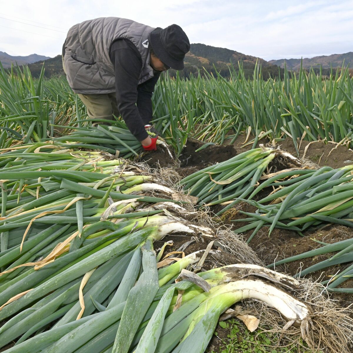 宇都宮で「新里ねぎ」の収穫始まる 江戸時代から続く伝統の甘さ ろまん