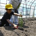那須塩原・箒根学園の児童がアスパラの収穫体験　はさみで丁寧にカット　食の大切さ学ぶ
