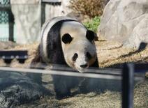 パンダが日本からいなくなる、Ｘポストを解析したら→ＡＩは「特定の層が頑…