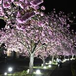 夜空に映えるぼたん桜　芳賀温泉ロマンの湯で満開　29日までライトアップ