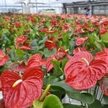 芳賀でアンスリウムの出荷最盛期　色鮮やかなハート型　ラッピング作業に汗