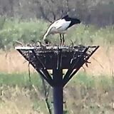 コウノトリ５年連続ふ化か　小山の渡良瀬遊水地　餌を吐き出す親鳥確認