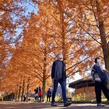 見上げれば…濃いオレンジ、いい感じ　野木のメタセコイア並木が見頃
