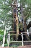 龍泉寺のカヤ 火災に負けず