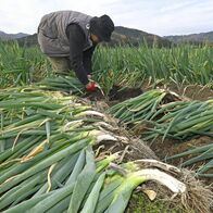 宇都宮で「新里ねぎ」の収穫始まる　江戸…