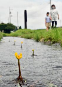 シモツケコウホネ見頃　日光