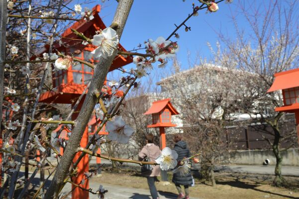 朝日森天満宮の参道を彩る梅の花