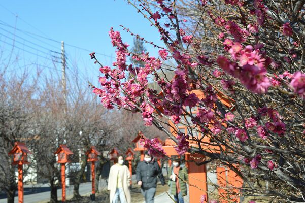 朝日森天満宮の参道を彩る梅の花