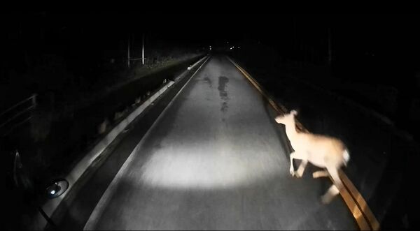 トラックの前に猛スピードで飛び出してきたシカ=5月下旬、栃木市(ドライブレコーダー映像から)