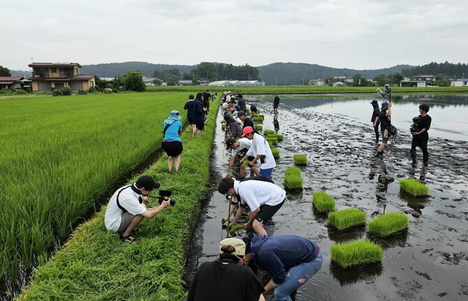 せんきんの有機原料米「亀の尾」の田植え＝昨年６月, 塩谷町（すぎやま農場提供）