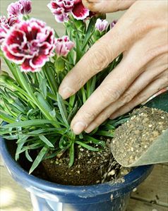 植え替え方法5右
