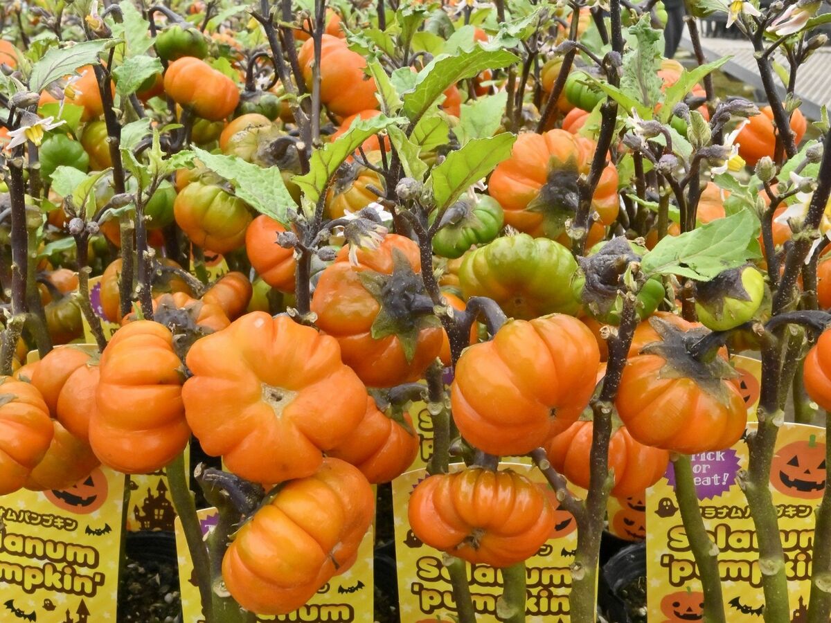 ハロウィーン向けミニ“カボチャ”出荷最盛期 真岡の光菅園芸｜県内主要