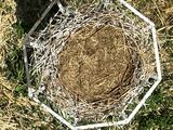栃木市のコウノトリ、繁殖に至らず カラス被害で抱卵中断