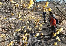 寒紅梅、ロウバイ各地で見頃　寒中の四花楽しもう！　栃木県内のスポットま…