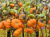 ハロウィーン向けミニ“カボチャ”出荷最盛期　真岡の光菅園芸