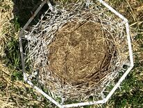 栃木市のコウノトリ、繁殖に至らず　カラス被害で抱卵中断