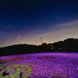 最優秀に小川さん　市貝の芝ざくら写真コンテスト　星空とシバザクラ幻想的