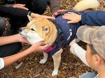 養護施設の子 犬とふれあう