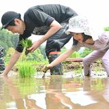 新緑の中、田植えに汗　茂木の入郷石畑の棚田　１都５県オーナー100人