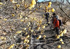 寒紅梅、ロウバイ各地で見頃　寒中の四花楽しもう！　栃木県内のスポットまとめ【随時更新】