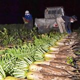 高冷地塩原だいこん 出荷最盛期　那須塩原