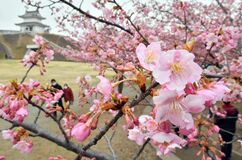宇都宮城址公園のカワヅザクラ見頃