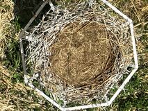 栃木市のコウノトリ、繁殖に至らず　カラス被害で抱卵中断