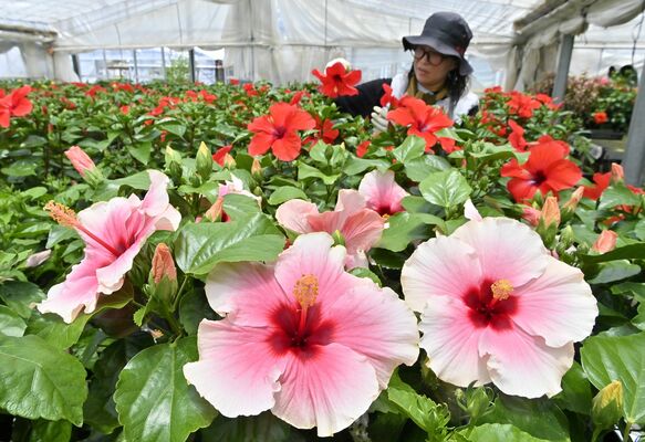 色鮮やかな花を咲かせるハイビスカス＝24日午前11時20分、宇都宮市徳次郎町