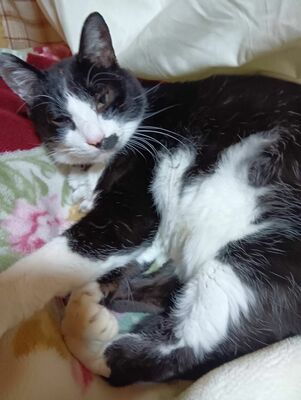 エブリパウディが永年預かり制度で預けている保護猫