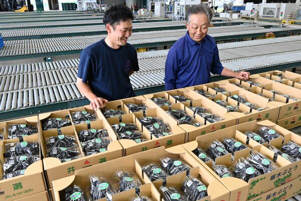 初出荷する巨峰の出来を確認する組合員