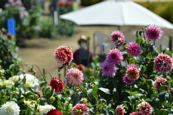 最盛期を迎えた「もてぎの森ダリア園」のダリア
