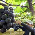 栃木・岩舟地区でブドウの収穫始まる　「岩舟の旬」自慢の出来栄え