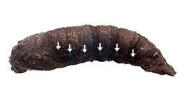 ガのさなぎ、ヘビの声まね？