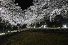 キッチンカーなど出店