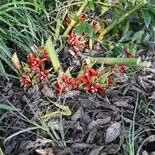 「生まれて初めて見た」ミョウガに赤い実　那須烏山の伊藤さん方