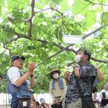 シャインマスカットを「起爆剤に」　那須町主催の講習会が人気