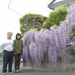 住宅囲む紫満開　宇都宮の海原さん方でフジの花が見頃