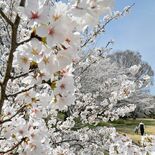 栃木県内桜便り2025　ドラマの舞台、周年植樹の名所…話題性に富む「N…