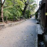 「哲学の道」アスファルト化必要？　住民ら桜やホタル生態系に不安視　検討…