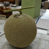 激レア、1本の木から1個だけ 秋の高級メロン、道の駅ましこが直営農場で栽培