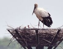 コウノトリ ひな誕生か　野外では東日本初　小山・渡良瀬遊水地