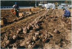 堂前さん（鹿沼）最高賞