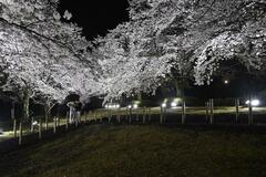 キッチンカーなど出店